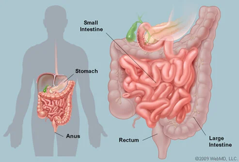 Enlarged drawing of the intestine, stomach, rectum, and anus with name labels inside a human body.
