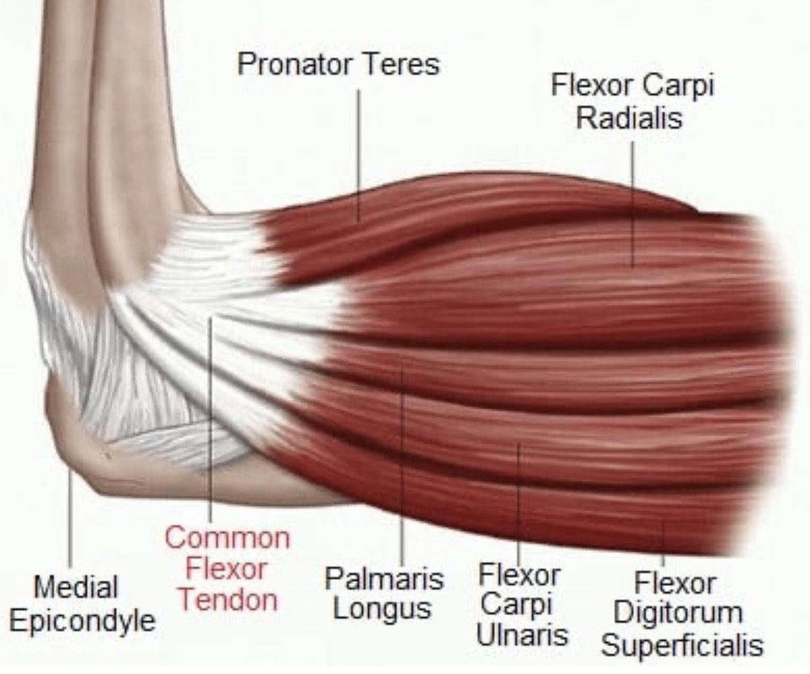 a graphic of the muscles surrounding the elbow joint