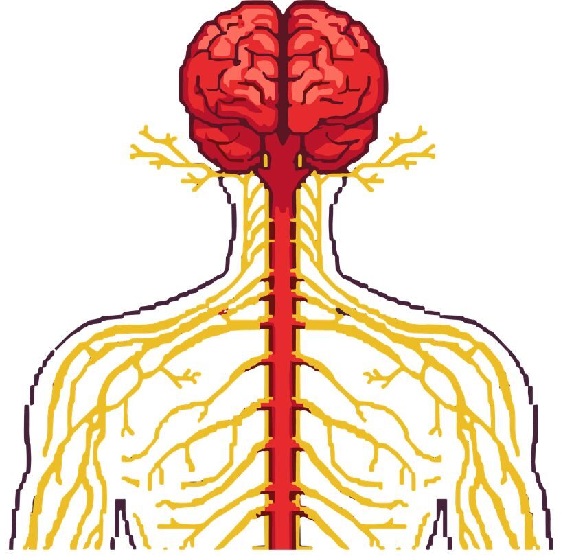 Graphic of nervous system