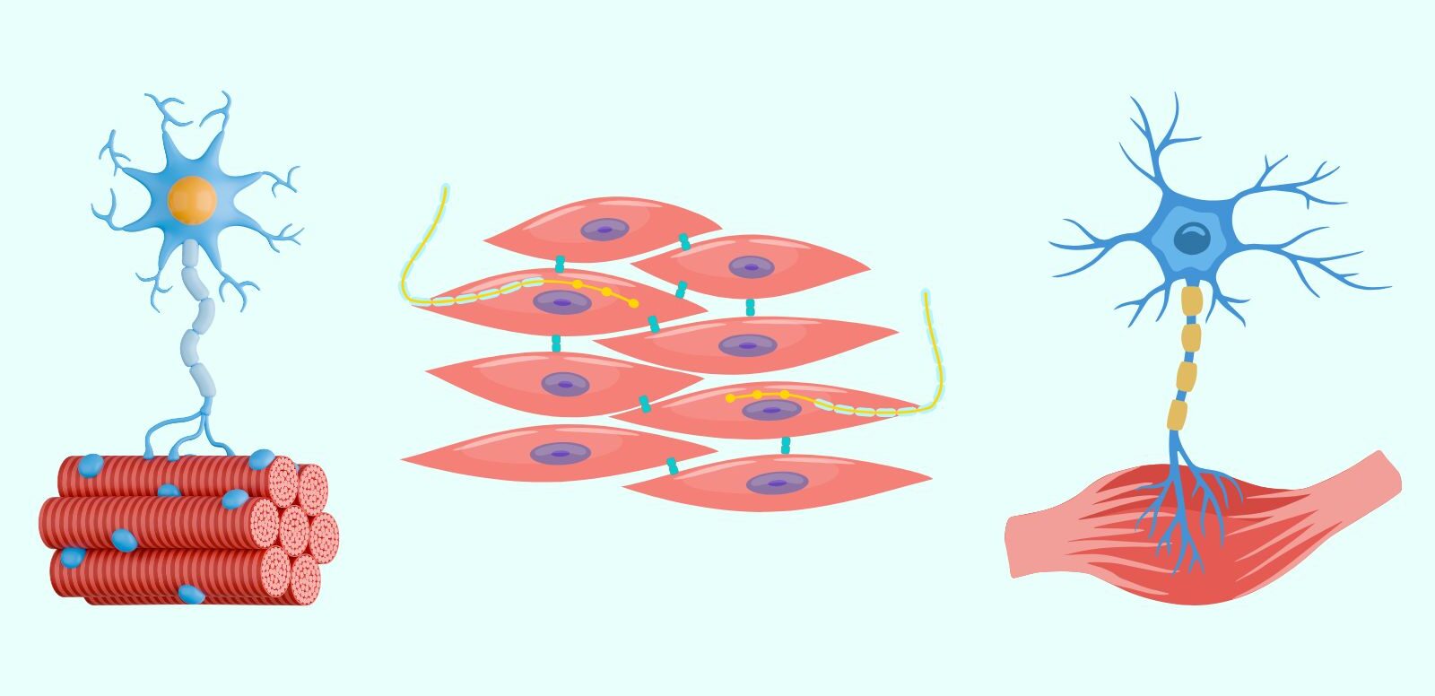 Graphic of motor units